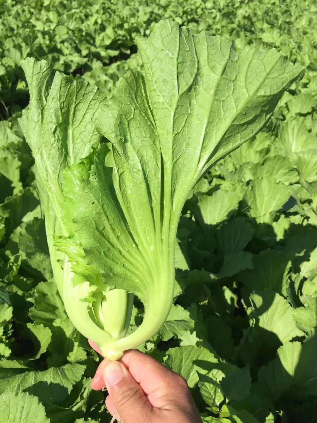 芥菜怎么炒才好吃，学会这样做，爽脆入味开胃又下饭，简单易做 - 哔哩哔哩